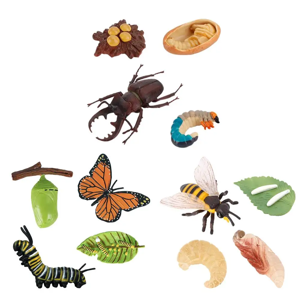 4-сценический жизненный цикл модель игровой набор детские обучающие игрушки для