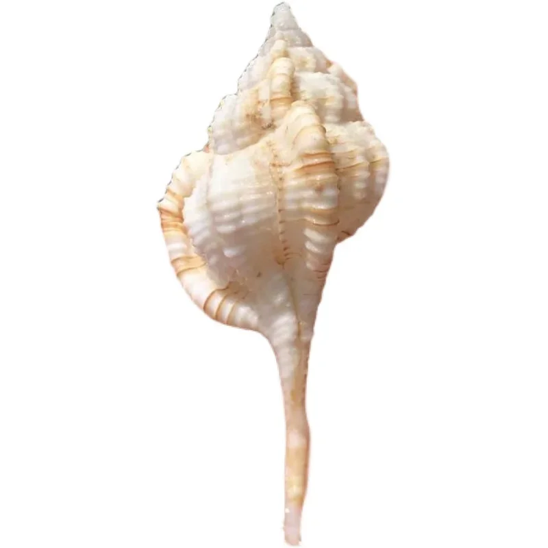 3 шт. образцы аквариумные украшения для аквариума с улиткой ракушки дрифта