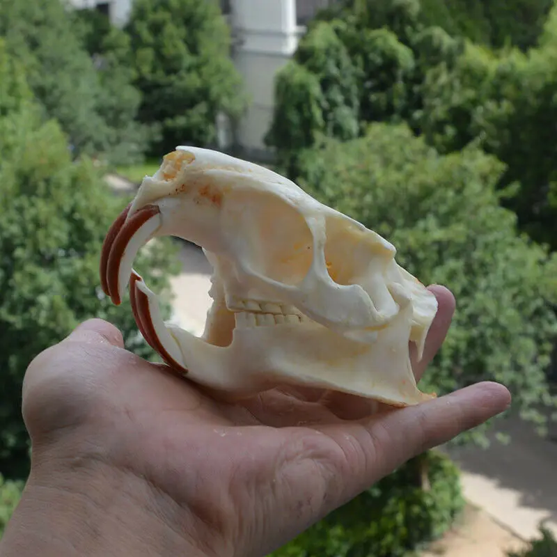 

1 шт., череп Myocastor coypus Coypu, настоящая биология костной скелета, таксидермия