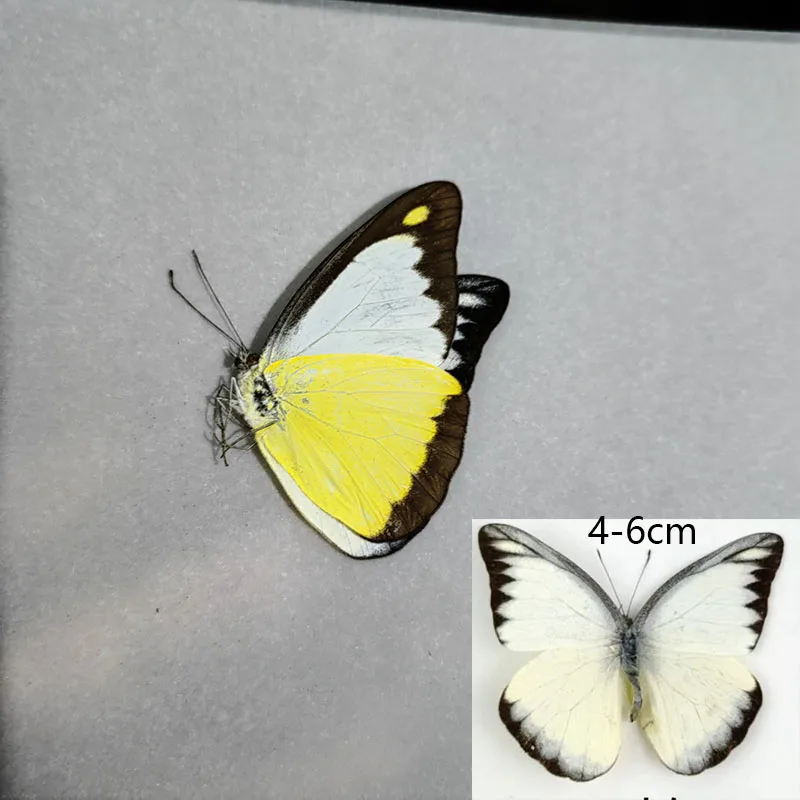 Набор образцов настоящей бабочки для украшения дома. Разные некрытые и ракушки