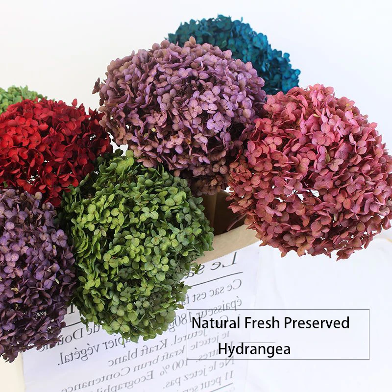 

Natural Fresh Preserved Hydrangea Flower,Dried Forever Eternal Hydrangeas,Fall Decoration Photo Props Hotel Decor Wedding Flores
