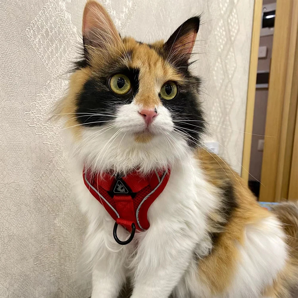 

Поводок-жилет для чихуахуа, набор аксессуаров для кошек, собак, Мопсов, прогулок