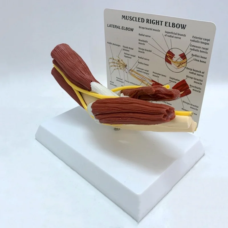 1:1 модель связки мышц кости руки модели локтевого сустава