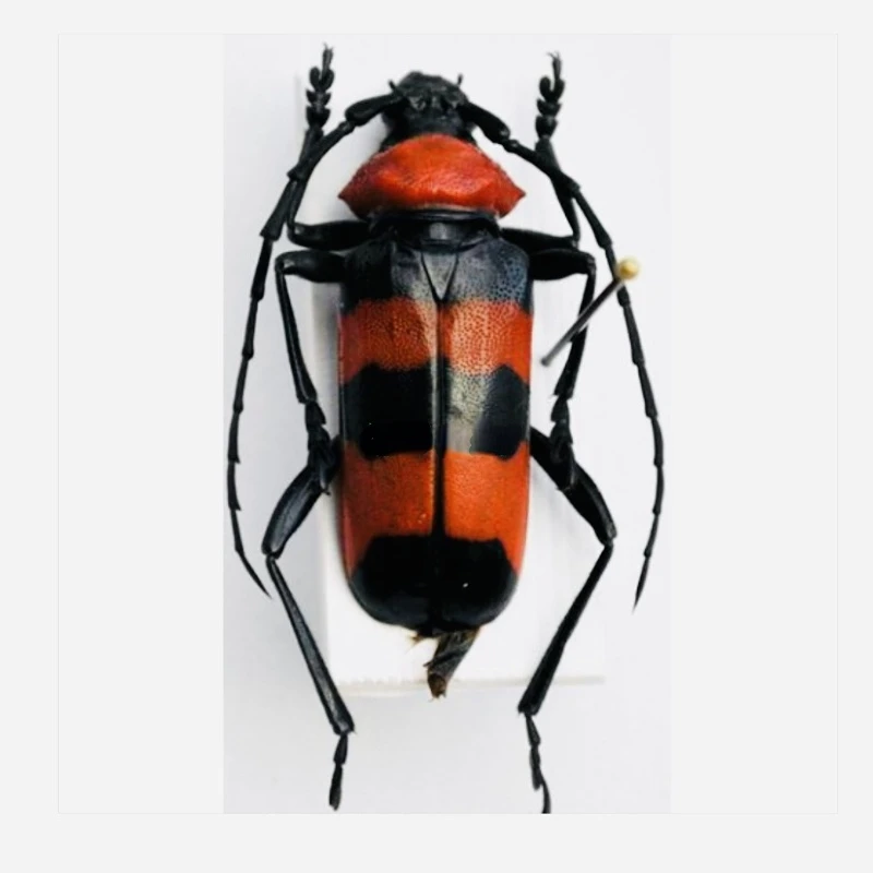 

Paveia superba real insect specimen steam insect photography collection natural gift home decoration hobby collection statue