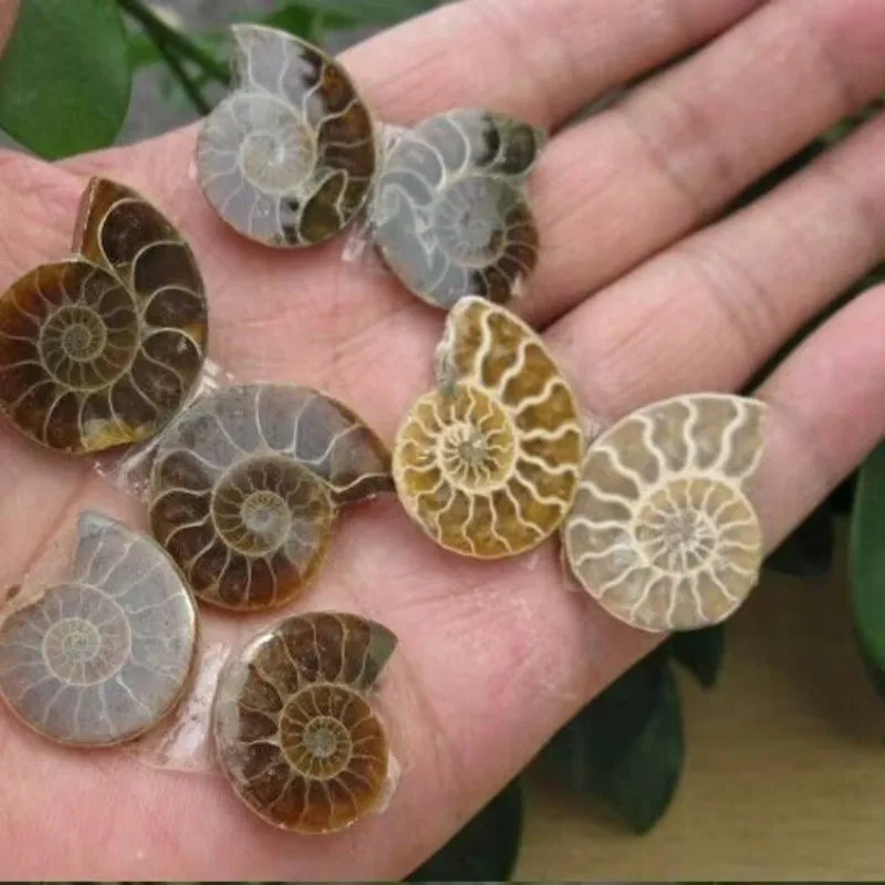 Украшения из ракушек амонита BASILOSAURUS розамунда пилчер собиратели ракушек