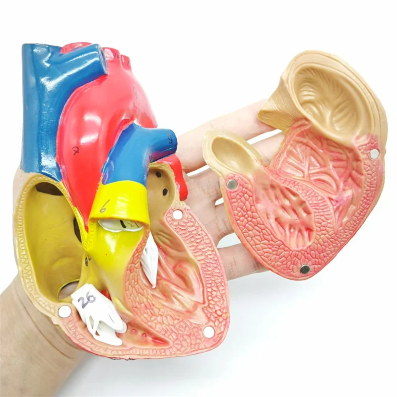 Модель человеческого сердца в натуральную величину — 2 части анатомически