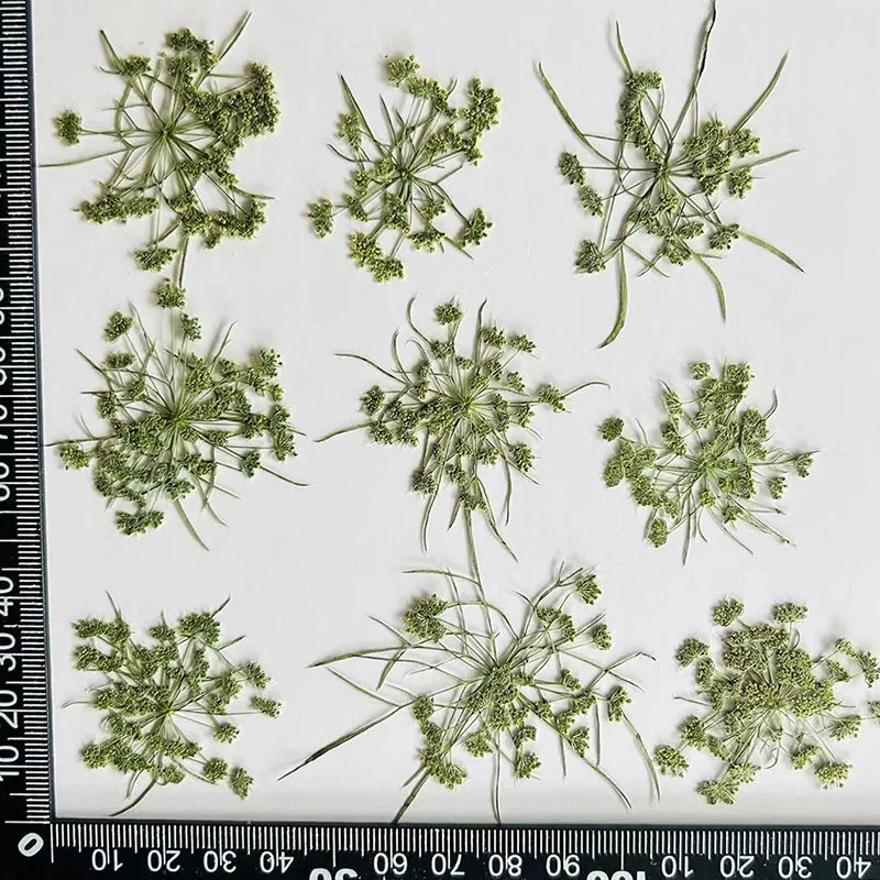 

60pcs Pressed Dried Green Ammi visnaga Flower Herbarium For Resin Epoxy Jewelry Card Bookmark Frame Phone Case Makeup Lamp
