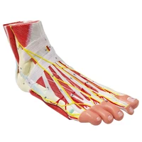 human foot anatomical model 9 parts with 81 digital signs foot muscles ligaments blood vessels nerves display
