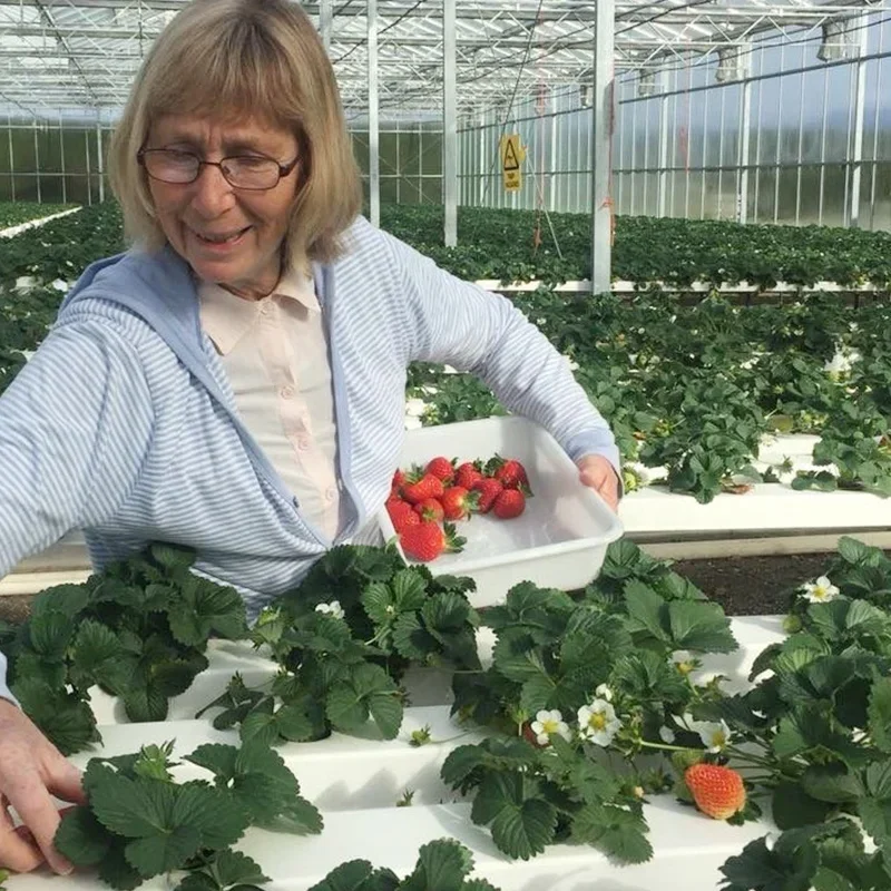 Гидропоника NFT Система Садовая вертикальная гидропонная система