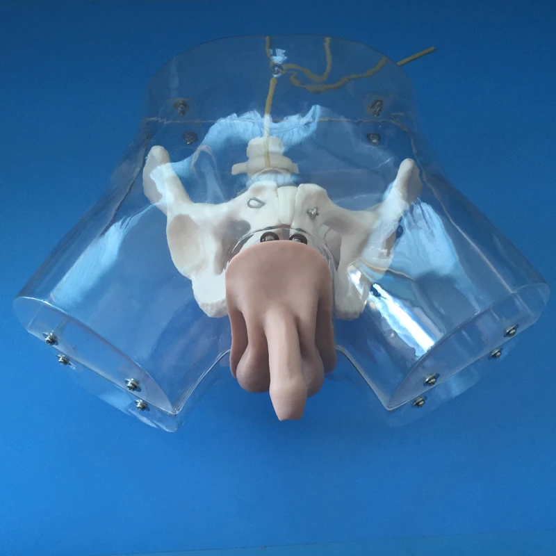 

Transparent male Catheter Model