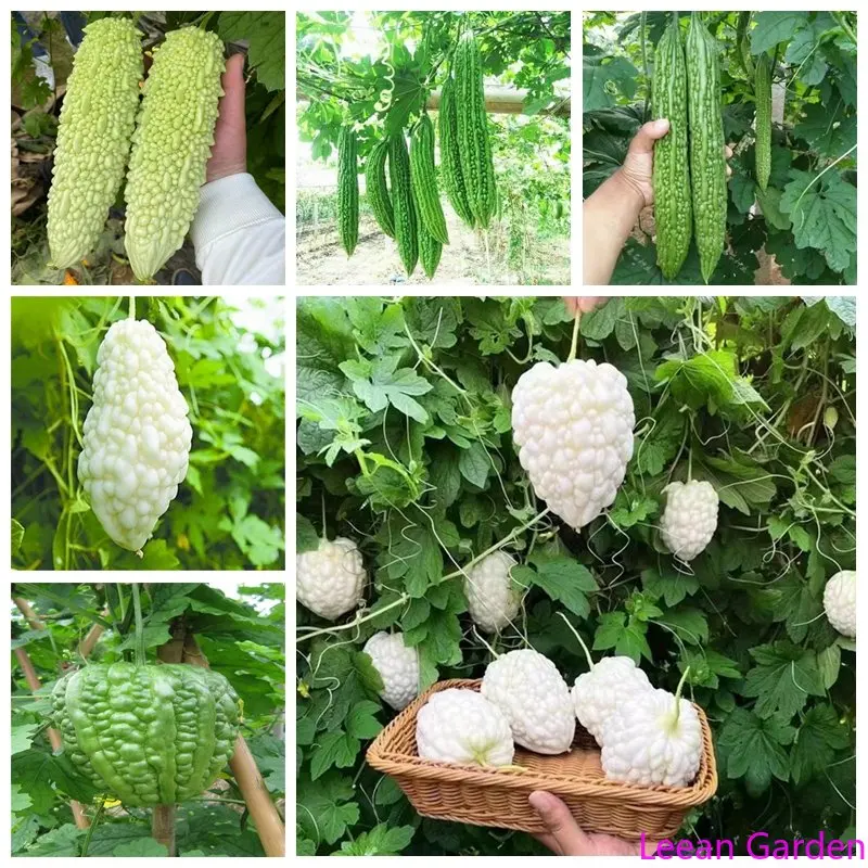 

10/20/30 шт. нож для фасоли Loofah, Горькая тыква Сладкая Горькая тыква фрукты овощи длинная фасоль сладкий картофель Тыква