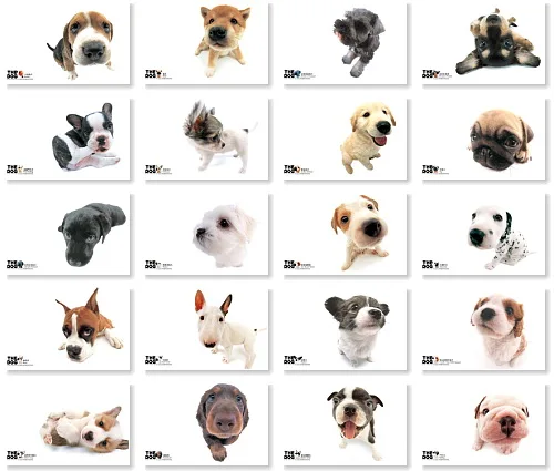 

Dog Cute Pet Animal Postcard 20pcs/set