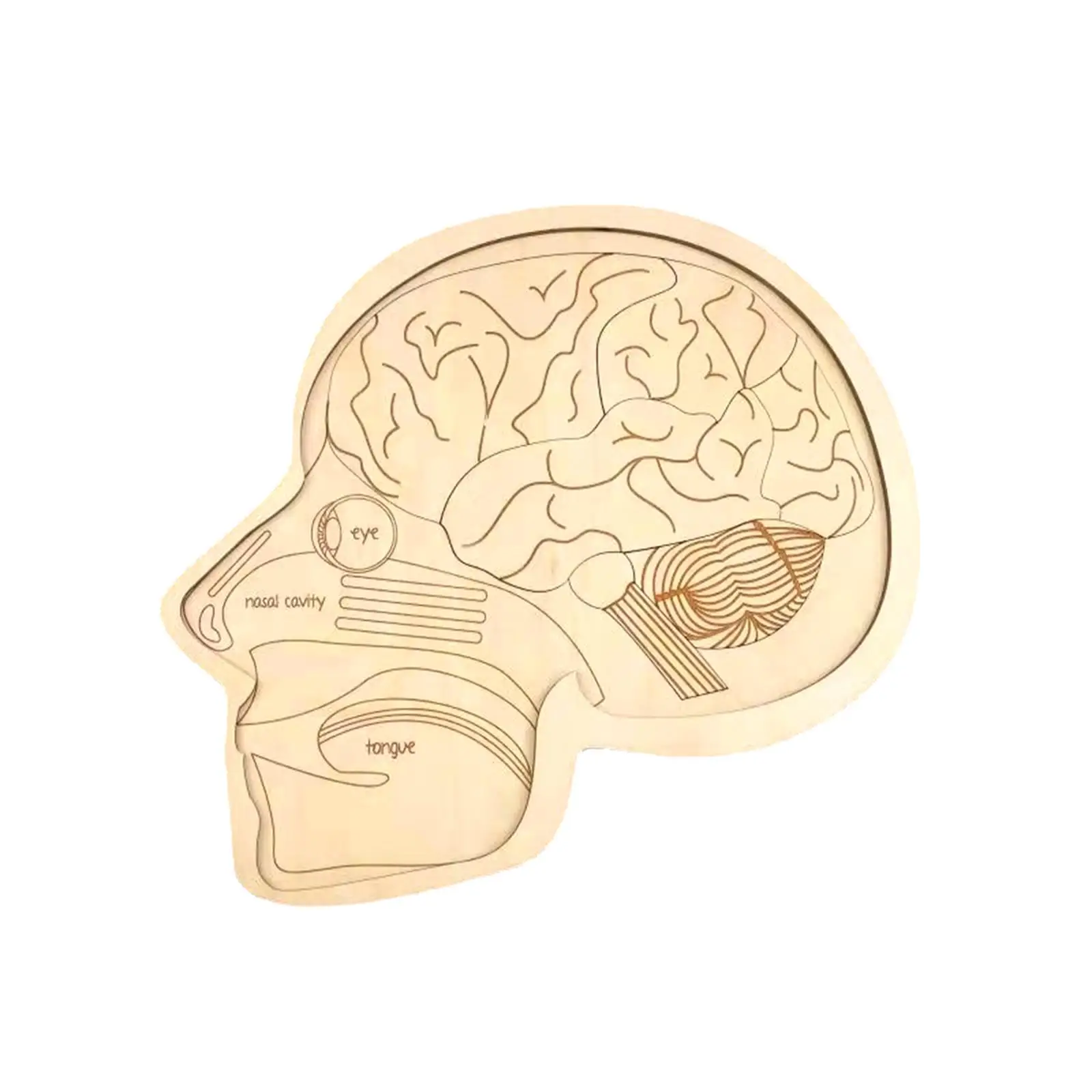 

Brain Model Puzzle Organs Structure Science for Equipment Class Preschool
