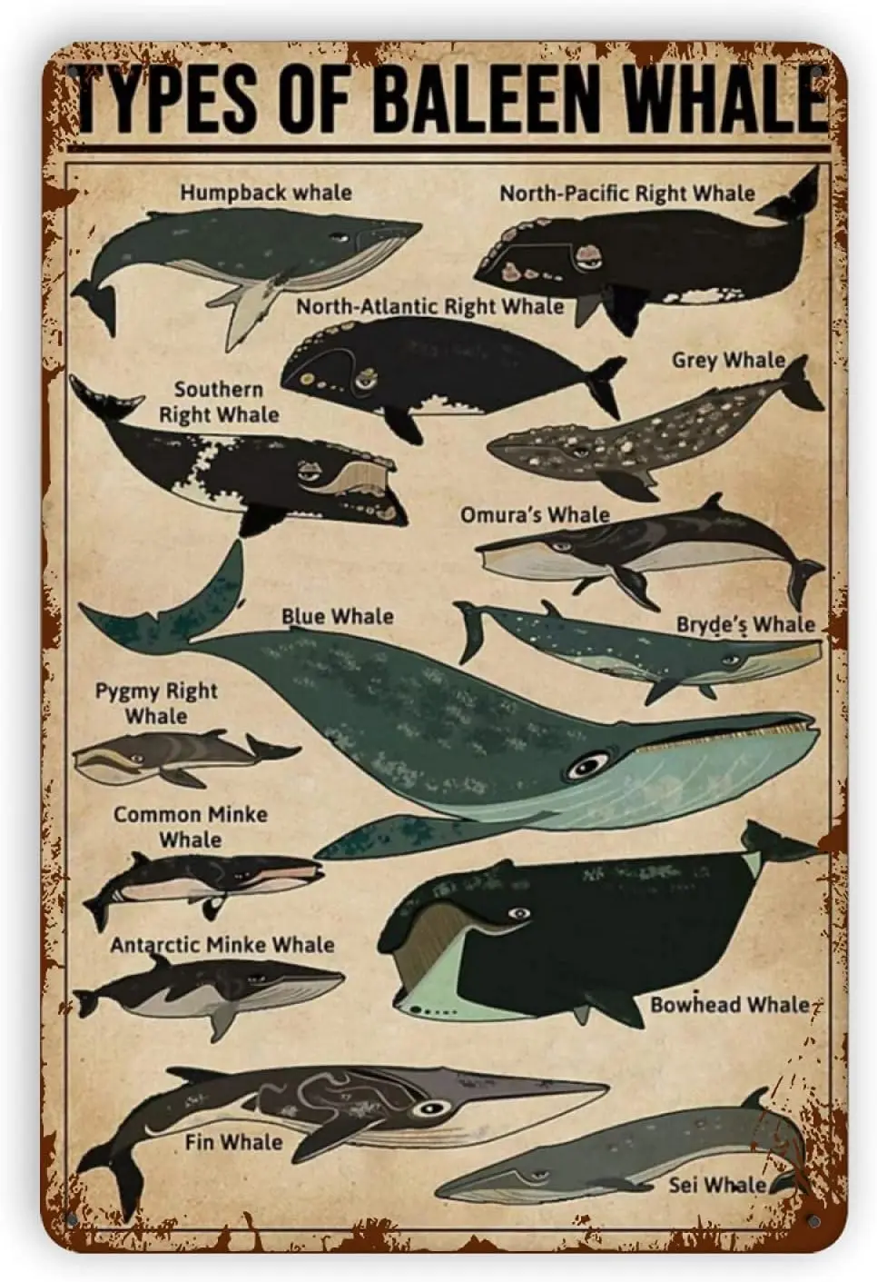 

Whale Knowledge Metal Tin Signs, Types of Baleen Whale Knowledge Tin Sign Retro Iron Painting Kitchen Garage for Bar