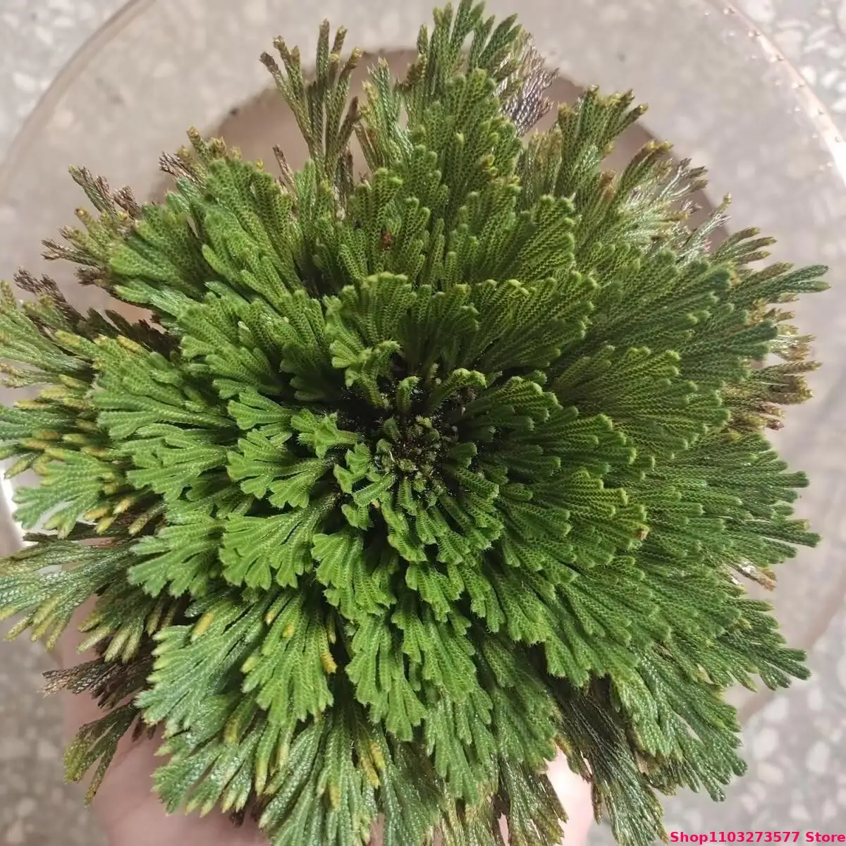 Высокое качество большие сушеные шарики Selaginella Tamariscina сделай сам ювелирные