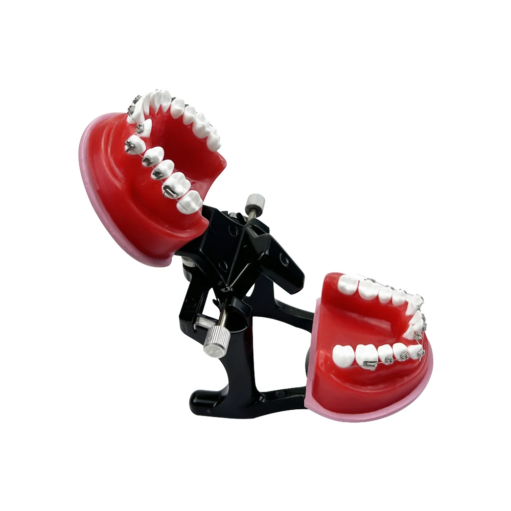 Ортодонтическая обучающая модель для стоматологического техника тренировочное