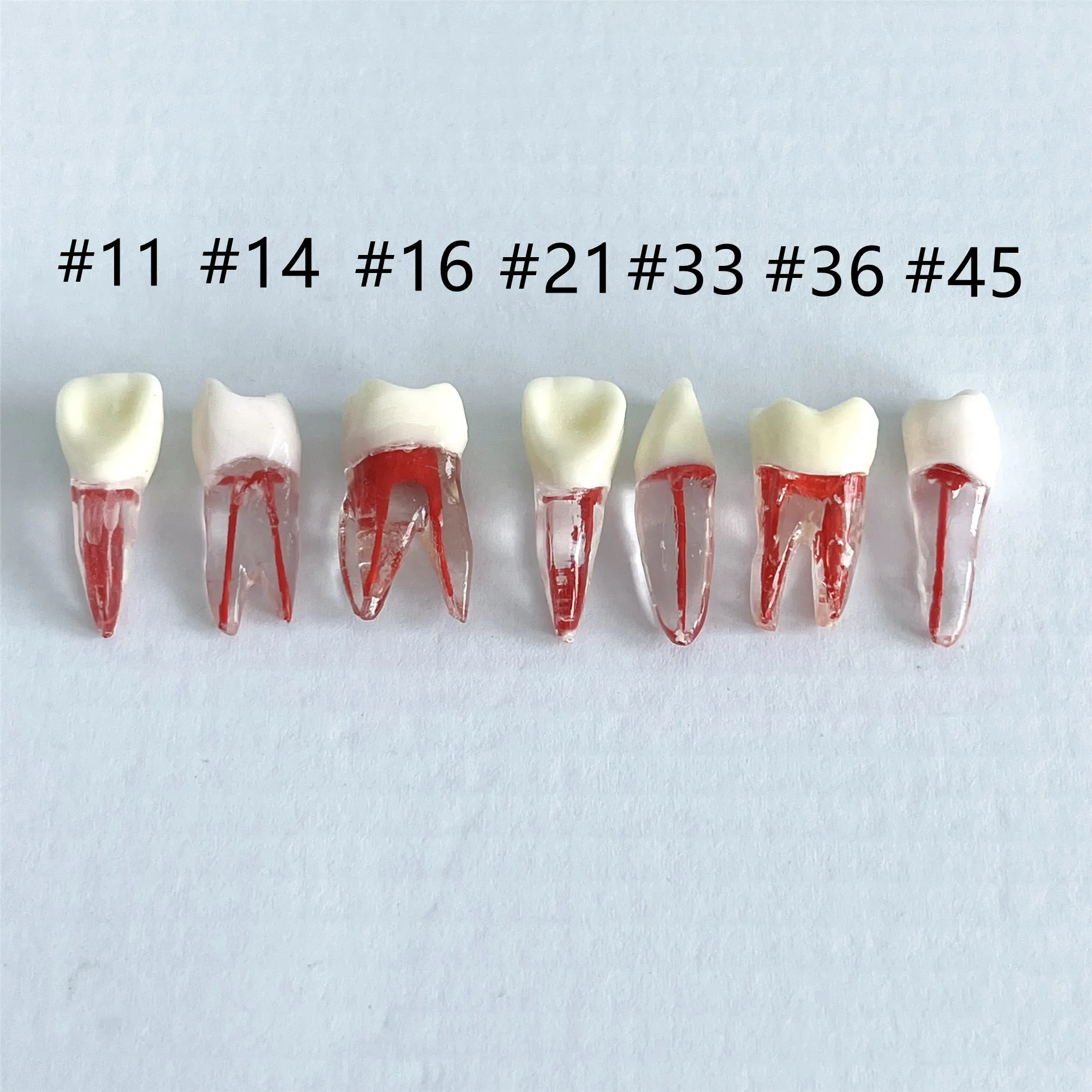 

Dental Root Canal Practice Model RCT Practice Endo Teeth Model Pulp Study 7 Pcs