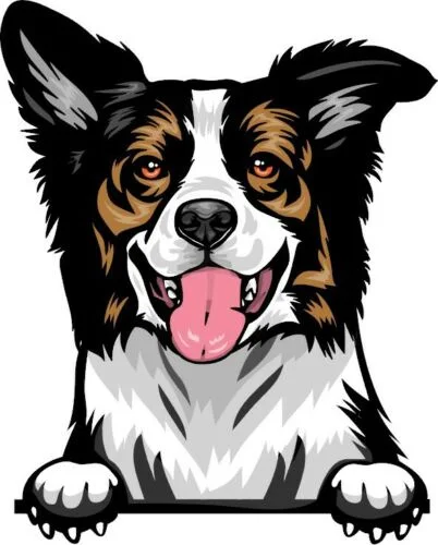 

For Black Tri BORDER COLLIE Peeking DOG Breed Color Wall Window laptop Sticker