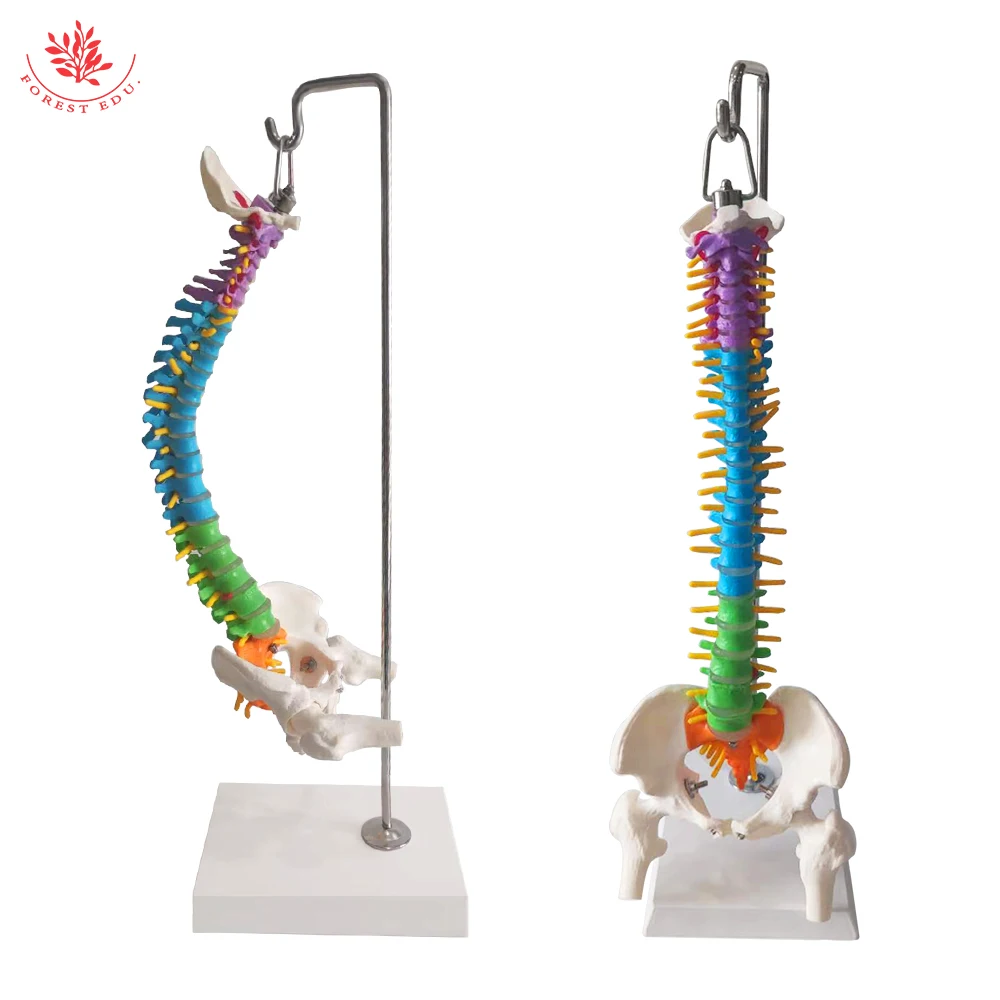 Анатомическая модель из ПВХ материала 45 см дифференциация цвета гибкий