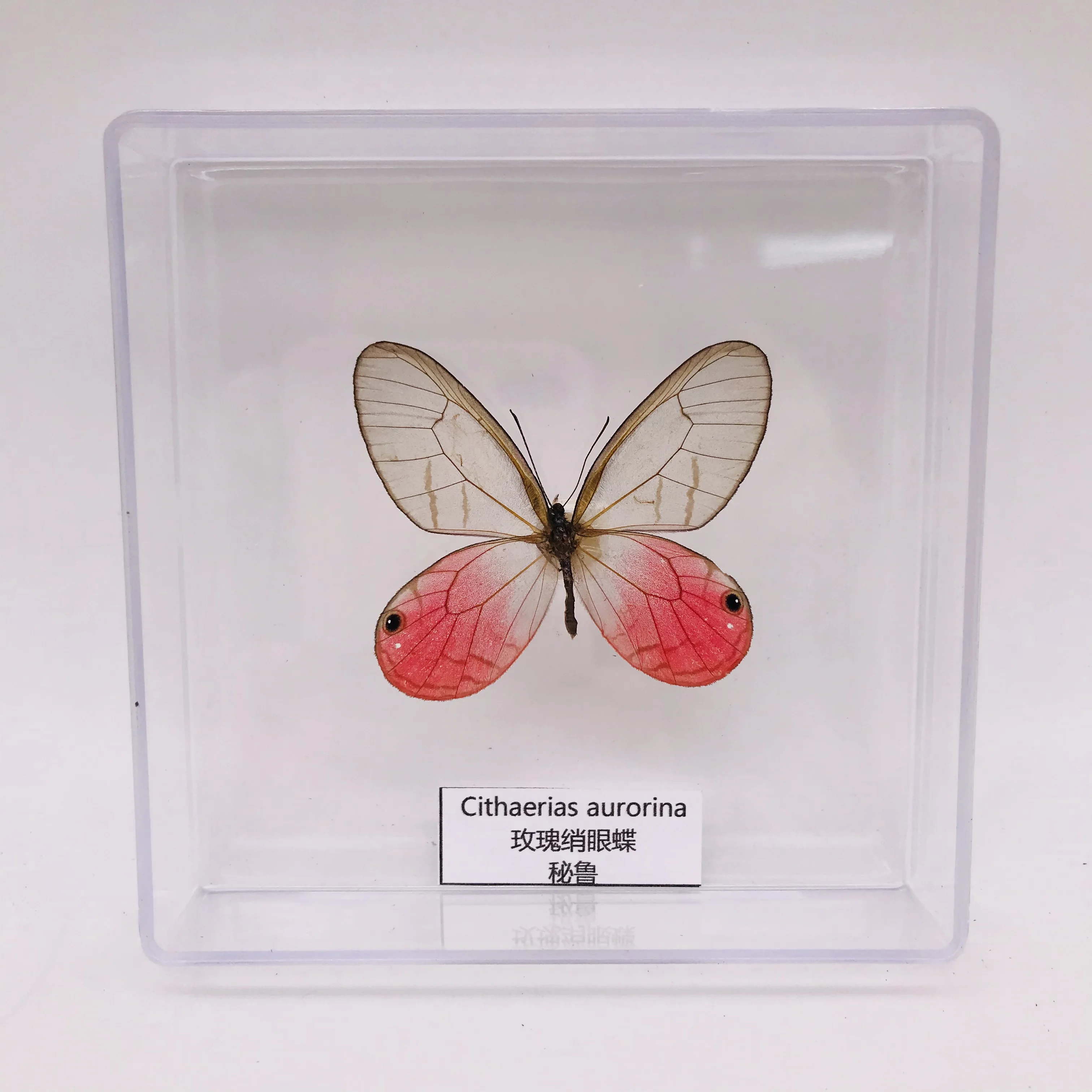 Дисплей с бабочками настоящая бабочка крыло студенческий креативный подарок на