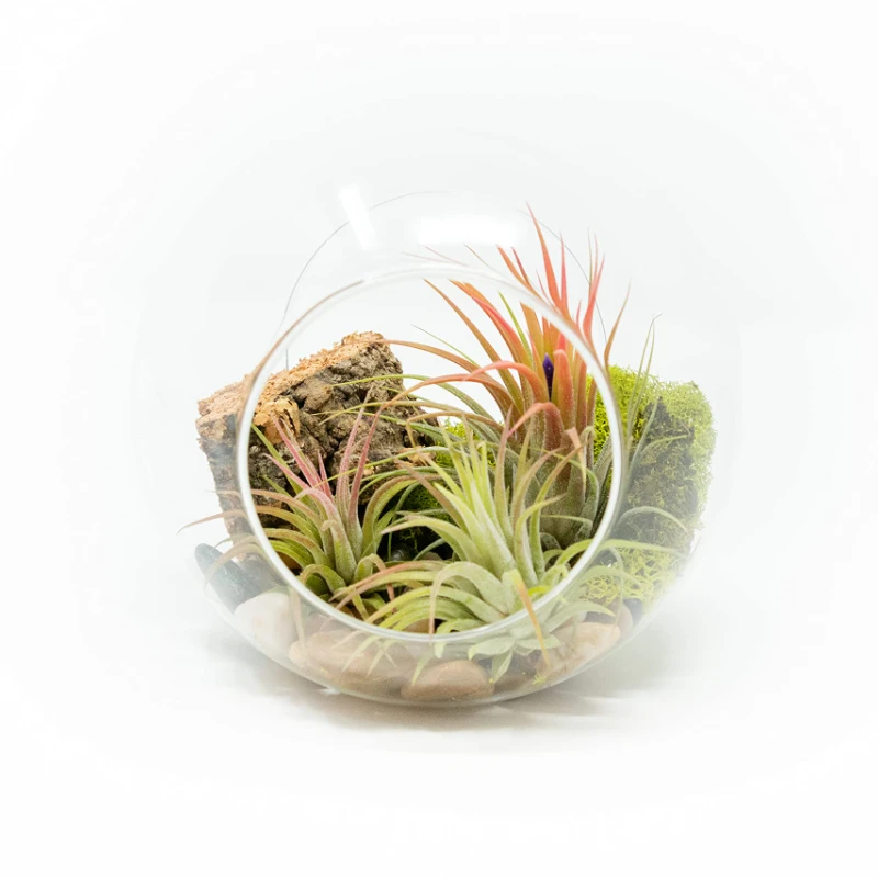 

Large Hand-Blown Glass Terrarium Kit with 3 Ionantha Air Plants - Live Tillandsia Succulent House Plant - Wholesale and Bulk - H