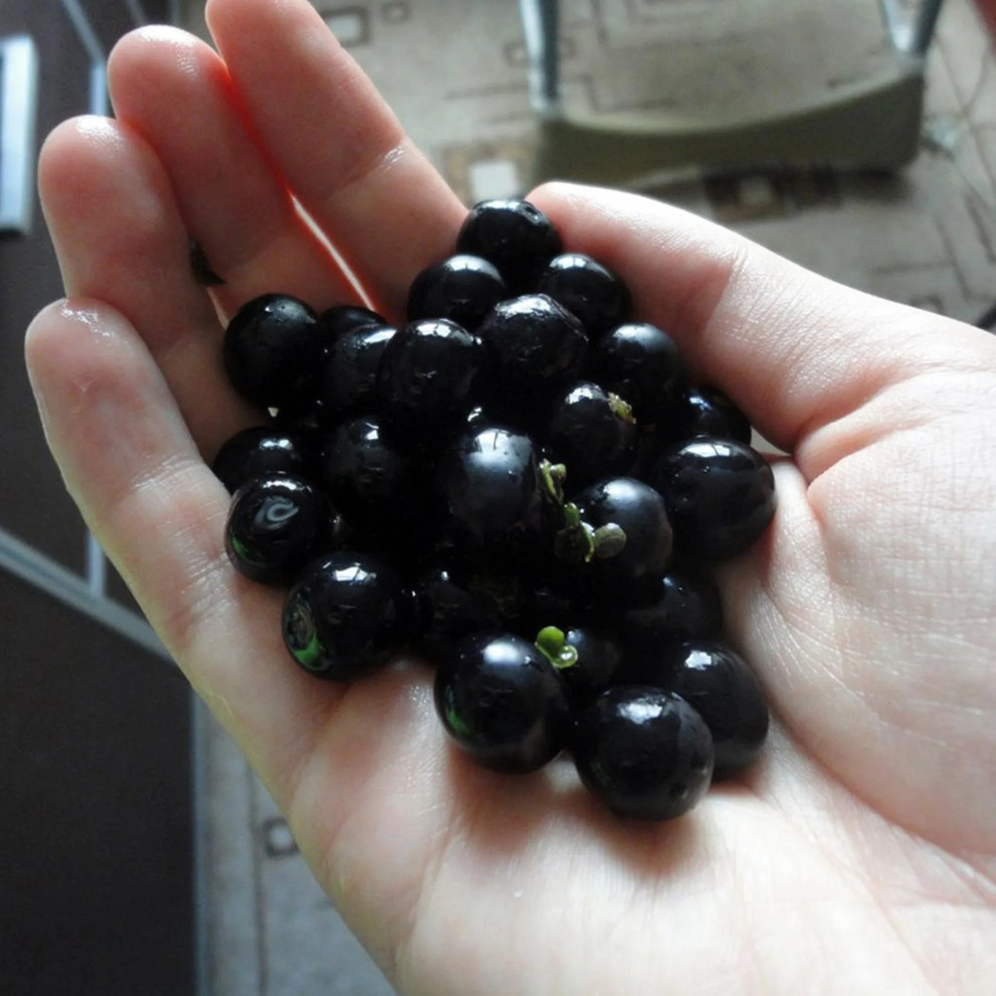 Черника форте санберри. Санберри ягода. Санберри рецепты. Санберри ягода. Санберри паслёновые.