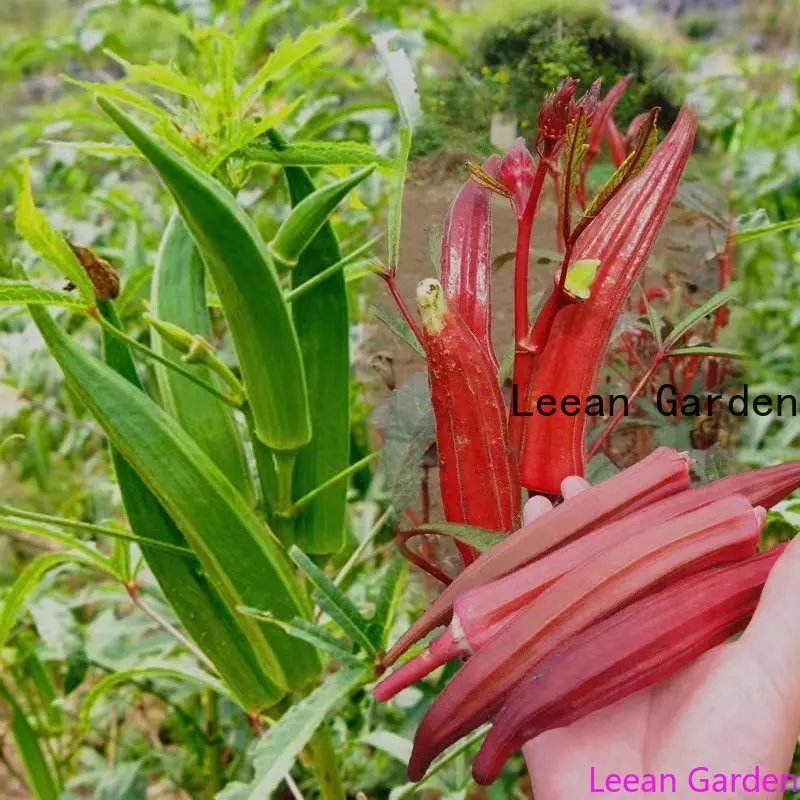 

okra loofah Eggplant Chil Cherry radish zucchini loofah bean Pumpkin Onion Cucumber Pepper Cabbage Shallot Carrot Tomato