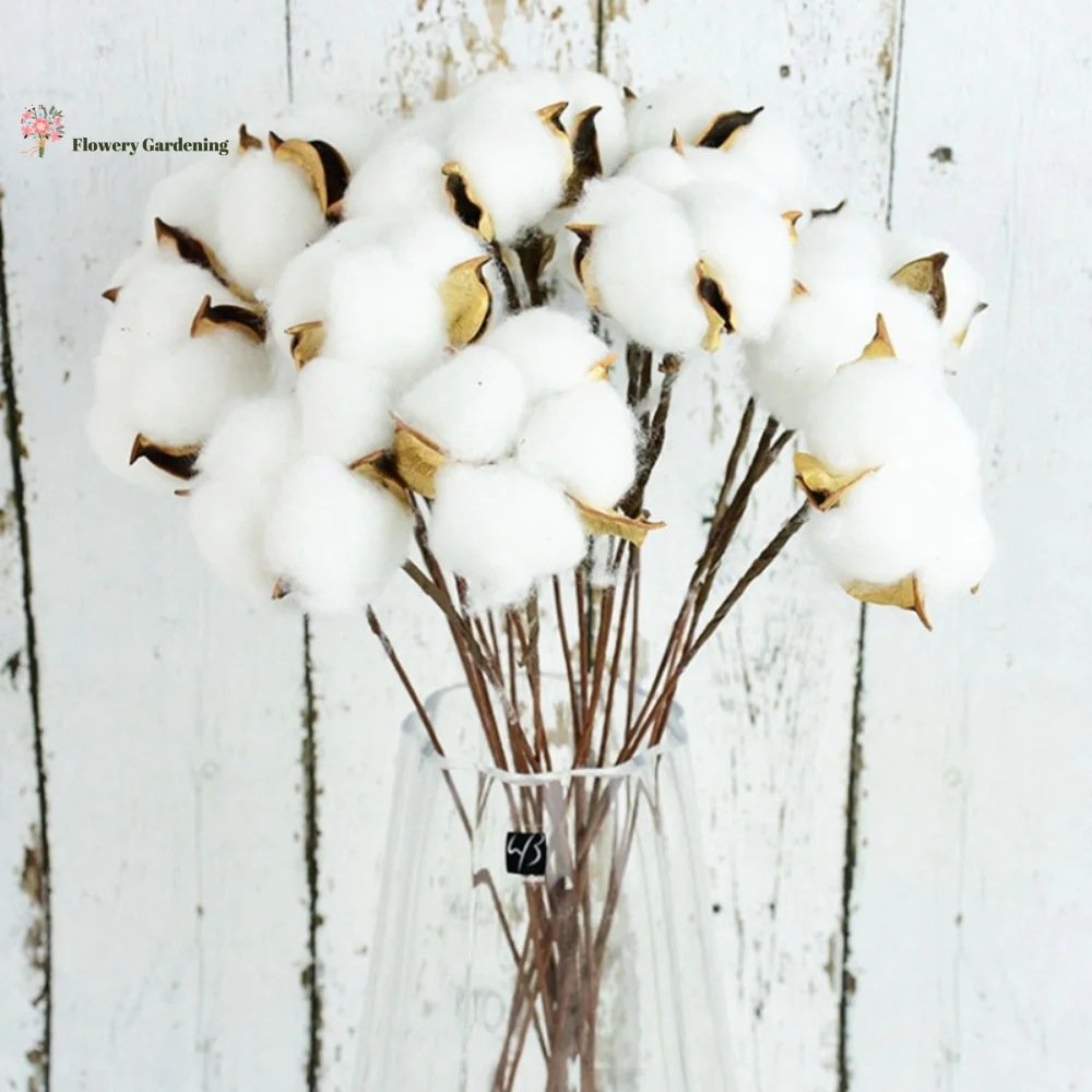 

Cotton Dried Flower Branch Natural Bouquet Gypsophila Boho Wedding Party White Home Decoration Artificial Flowers Accessories