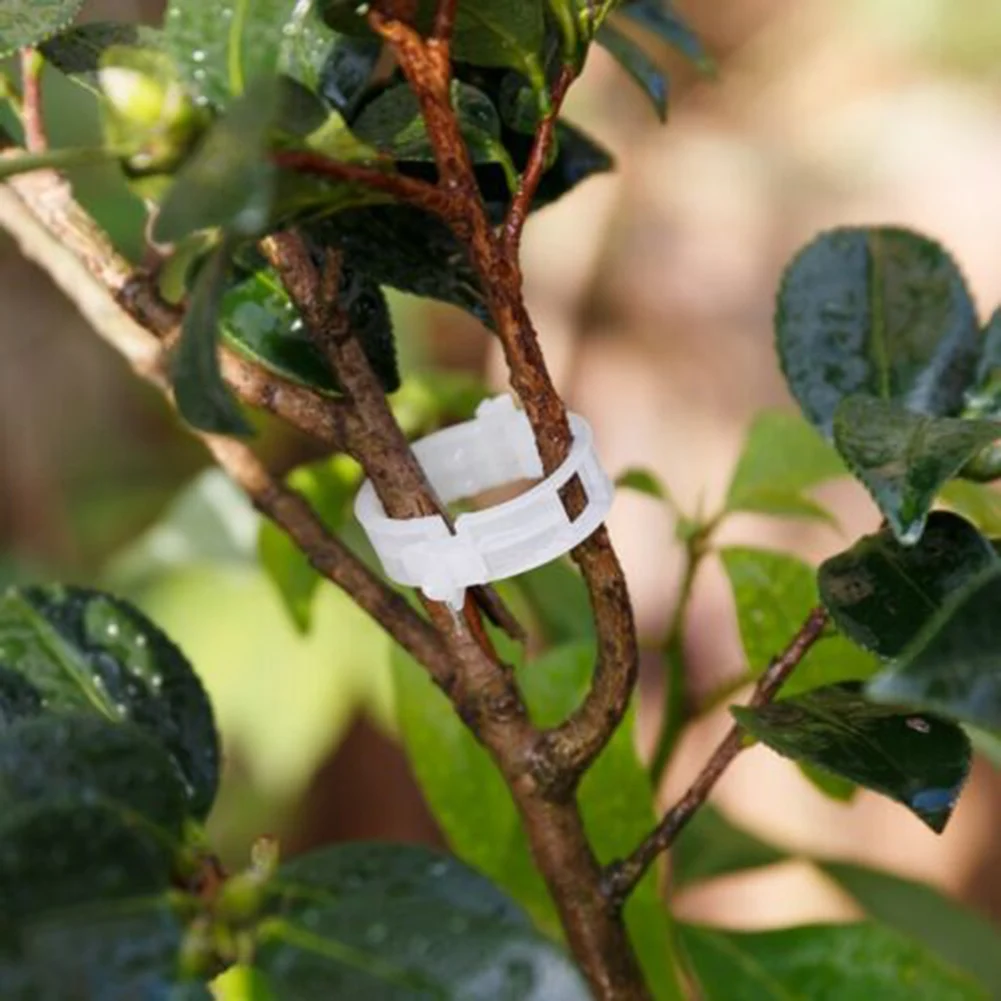 

Plants Grafting Clips For Vegetable Tomato 100 Pcs Plastic Spring Tomato Clips Universal