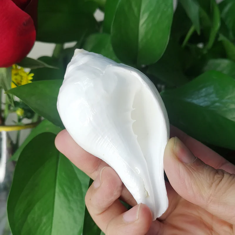 

11CM White Conch Natural Indian Chank Shell Conch Home Wedding Furnishing Pieces Fish Tank Decoration Blowing Shankh Specimens