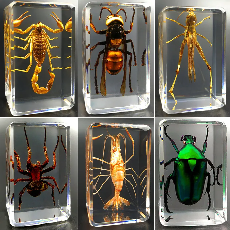 

Insect Specimen in Resin Model Decoration Crafts Transparent Ornament Bug Spiders Beetles Educational Specimen Decoration Gifts