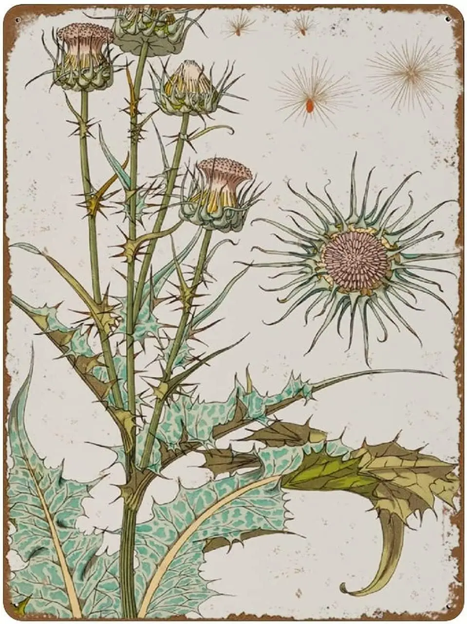 Thstle Metl Tn Sgn rt Nouveu Flower Prnt Flowers Botncl Плакат Новинка Ретро Vntge uto Lcense Plte Для дома