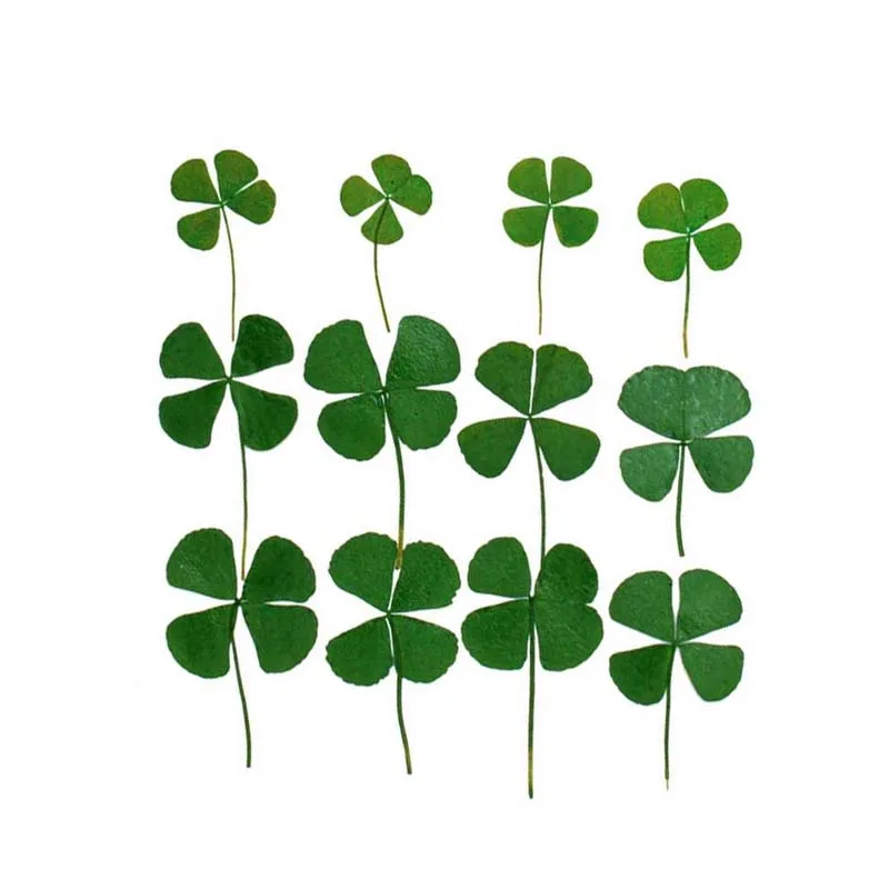 

12/24PCS,Real Natural Dried Pressed Flowers Lucky Four Leaf Clover Branch,Dry Press Green Leaves DIY For Epoxy Resin, Candle