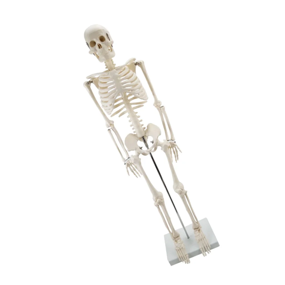 

1pc Skeleton Model Human Full-body Skeleton Model for Teaching Use