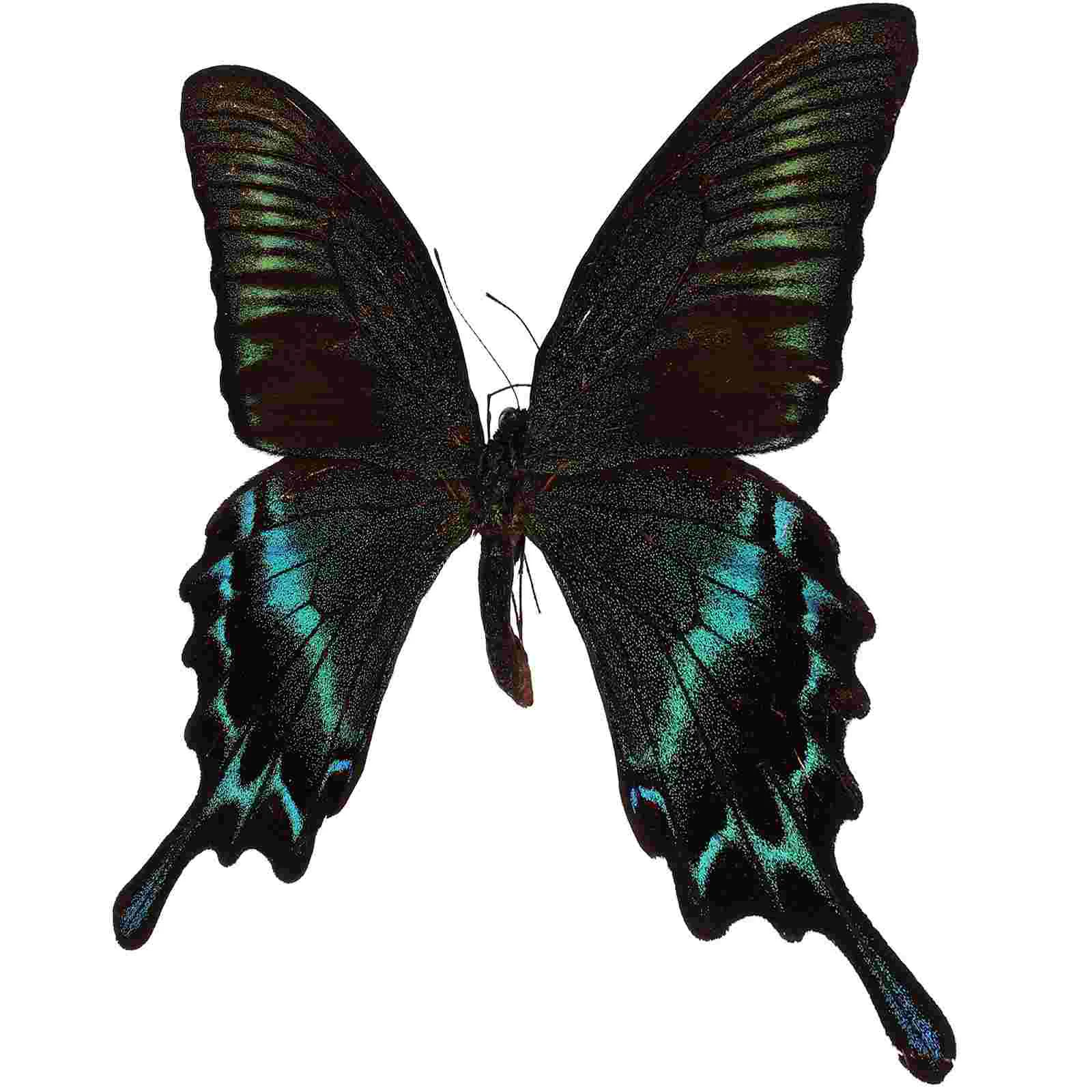 

Butterfly Specimen Wall Hanging Ornament Christmas Decore Decorations Artwork Display Frame