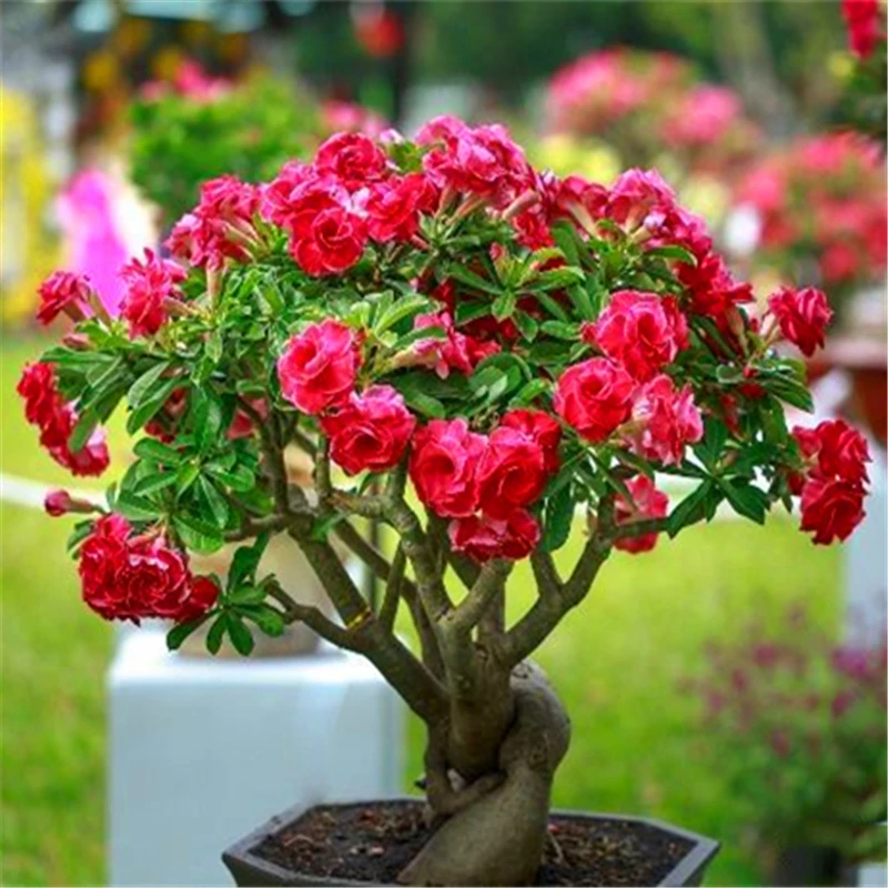 2 шт. ароматические благовония для растений |