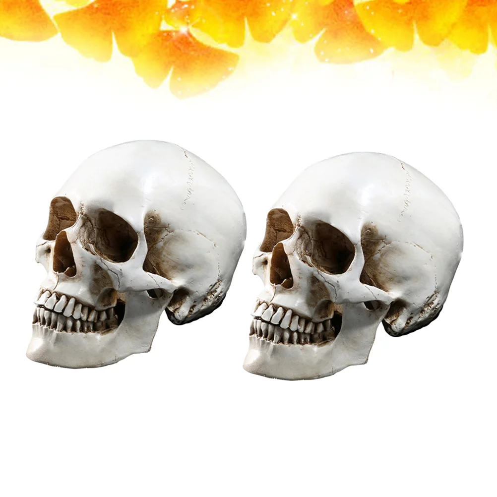 

Real Human Bones Human Head Bone Mold Decorations Animal Halloween Horror Decoration Road House