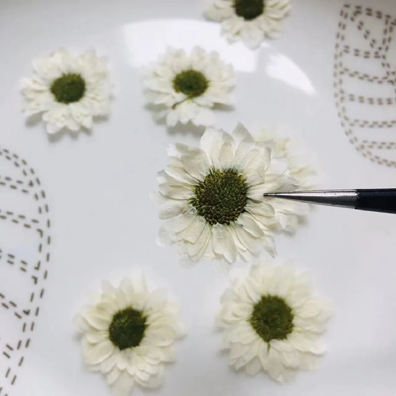 

120pcs Pressed Dried Double Petal Daisy Flower Herbarium Handicraft Jewelry Card Bookmark Frame Phone Case Face Makeup Lamp