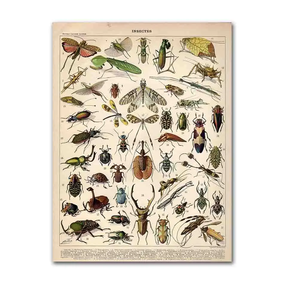 

Винтажная летучая мышь с принтом насекомых АлиПэнт