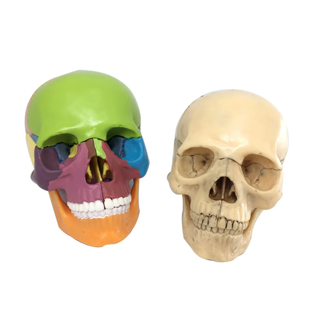 

2022 New Life Size 15pcs/set 4D Disassembled Color Skull Anatomical Model Detachable Skeleton Head Studying Teaching Supplies