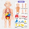 Children Enlightenment Science And Education Human Organ Model Decoration DIY Assembly Medical Early Education Puzzle Model Toy 4