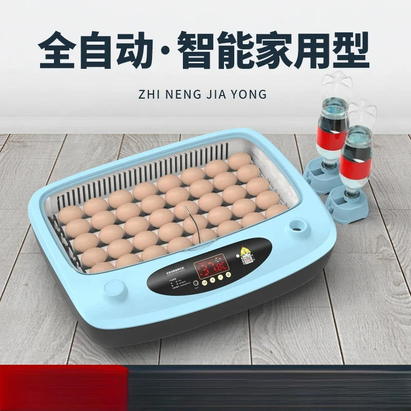 Водяная кровать для инкубации цыплят рутин курица маленькая фотография.