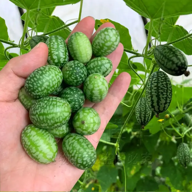 

Thumb watermelon/Cucumis metuliferus/Dragon fruit/Tomato/Cucumber/Papaya/Sweet Melon/Pumpkin -Semi-llas