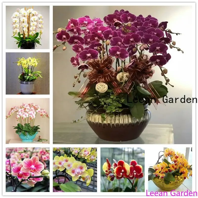 

100 шт./пакет, Орхидея в виде бабочки