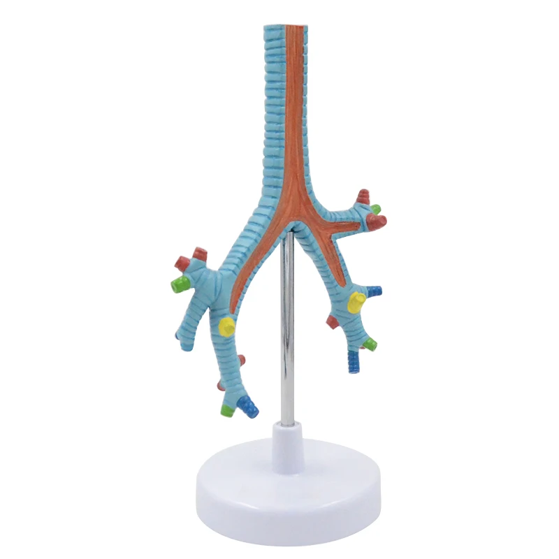 

Трахея, секция, медицинская обучающая модель, Новый RH