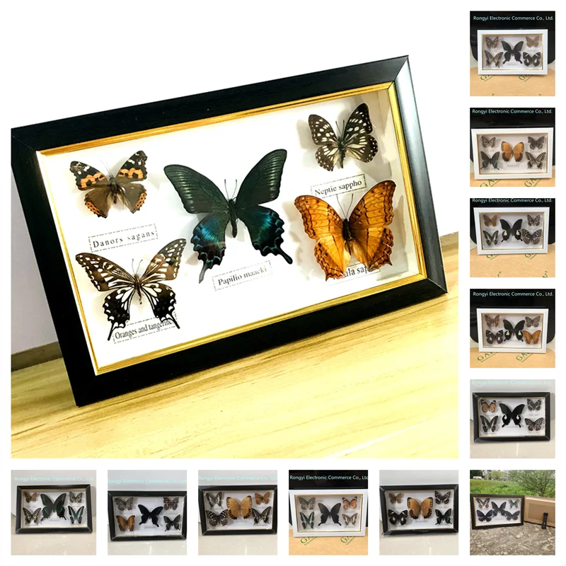 

Красивый образец бабочки, коллекция обучающих материалов/образец бабочки, фоторамка, художественное оформление, украшение для дома