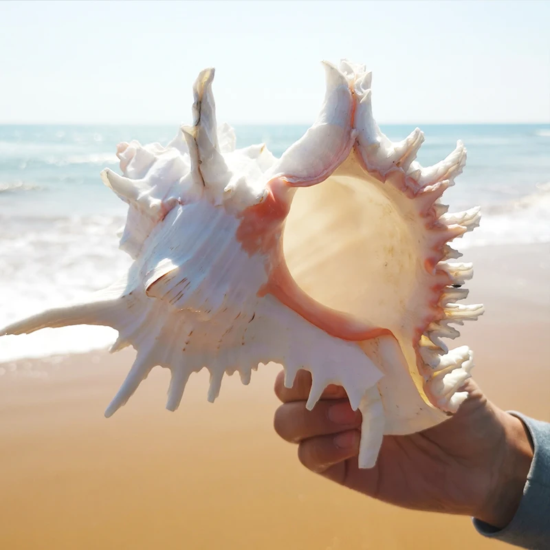 15-25cm Natur Muscheln Stute Big Shell Marine Decor Schelpen Conchas Coquillage Moderne Hause Dekor Zubehör Hogar strand
