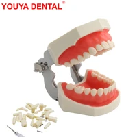 teeth model for dental technician training dental model practice typodont gum teeth jaw models dentist studying teaching product