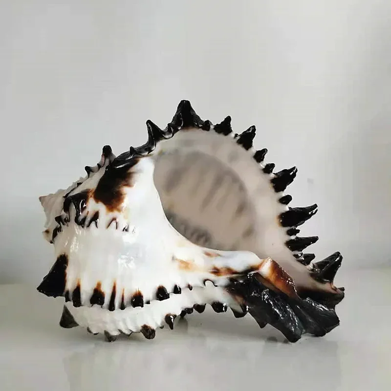 Раковина 9-11 см большая раковина декоративная для воздушных растений подходит