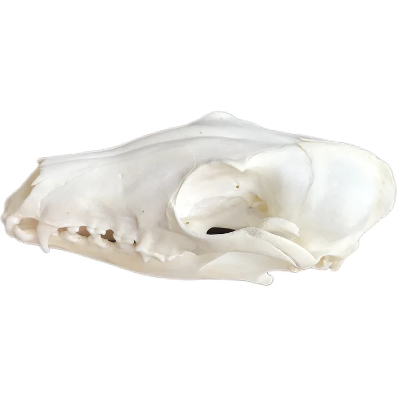 Настоящие черепа животных скелет лисы вертебрат лучший подарок украшения для